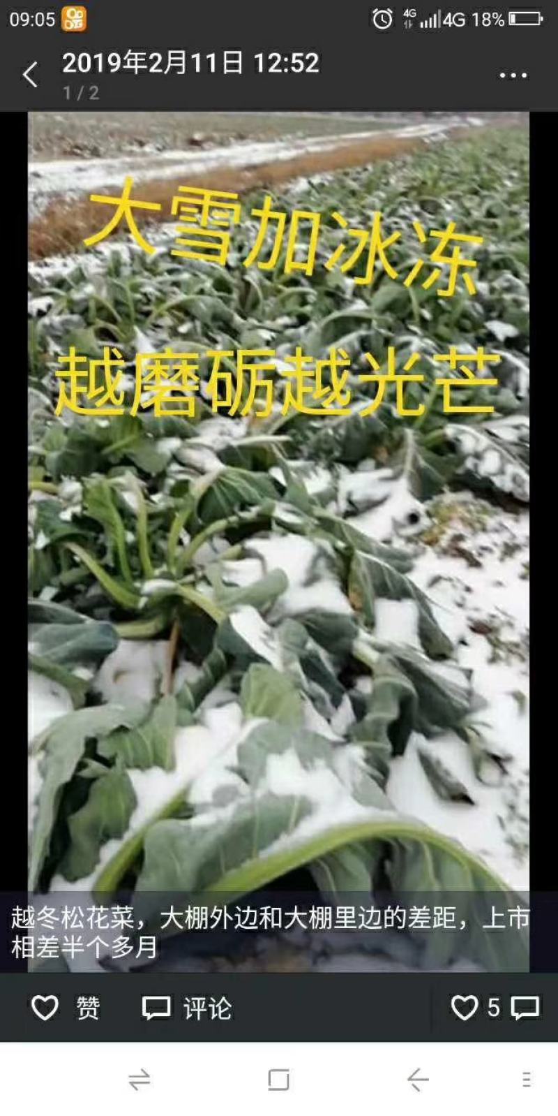 露天越冬松花菜种子改良花粒细小抗病商品性好囗感好