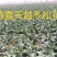 露天越冬松花菜种子改良花粒细小抗病商品性好囗感好