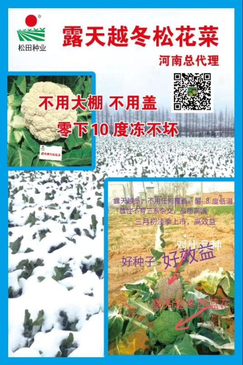 露天越冬松花菜种子改良花粒细小抗病商品性好囗感好