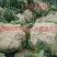 露天越冬松花菜种子改良花粒细小抗病商品性好囗感好