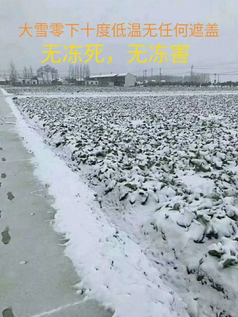 露天越冬松花菜种子改良花粒细小抗病商品性好囗感好