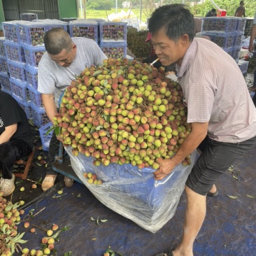 海南妃子笑精品荔枝产地直发供货代收代发货全国发货