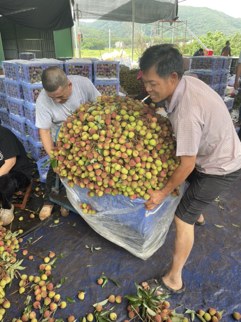 海南妃子笑精品荔枝产地直发供货代收代发货全国发货