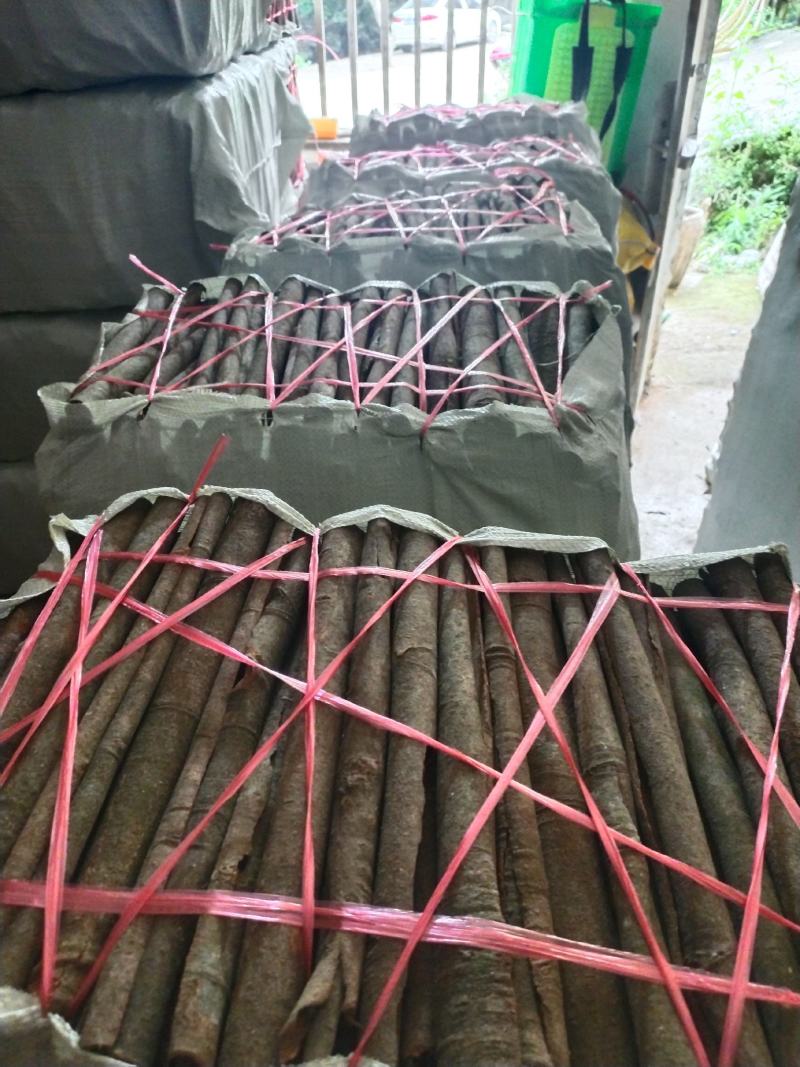 中小通桂皮足干定装40kg一件产地直销