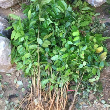 紫藤花苗老桩带花苞庭院爬藤树苗植物花卉耐寒耐热好养