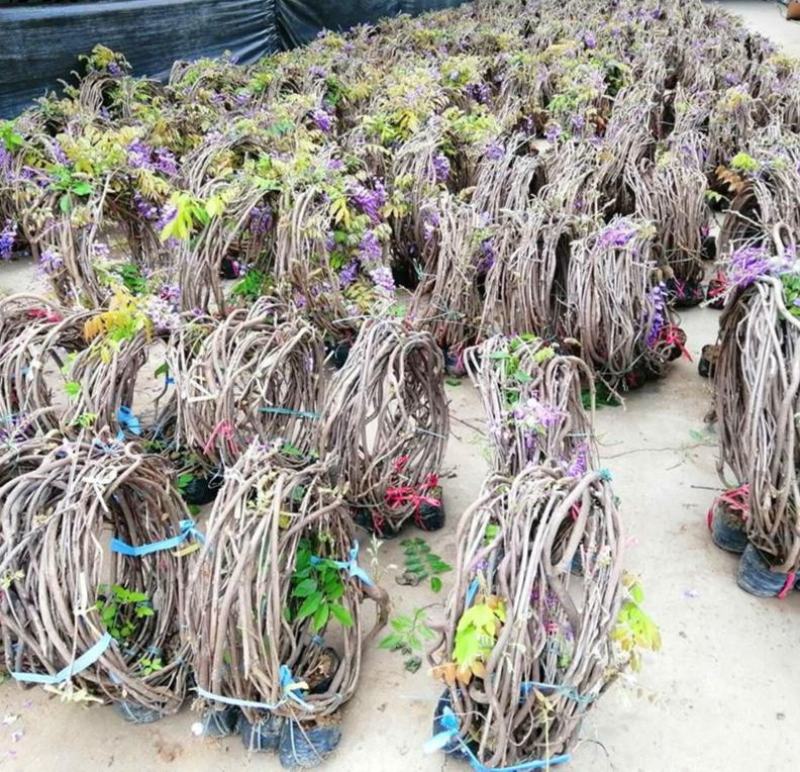 紫藤花苗老桩带花苞庭院爬藤树苗植物花卉耐寒耐热好养