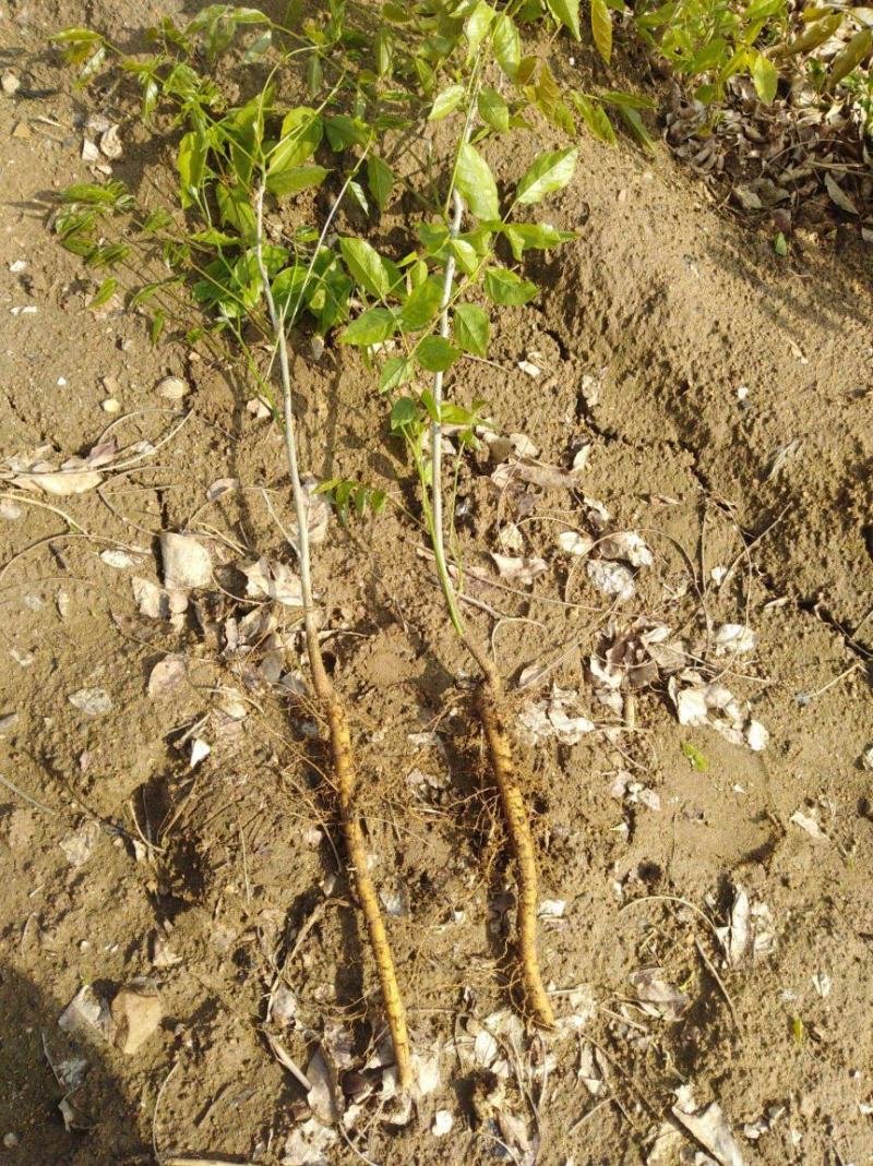紫藤花苗老桩带花苞庭院爬藤树苗植物花卉耐寒耐热好养