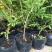 紫藤花苗老桩带花苞庭院爬藤树苗植物花卉耐寒耐热好养