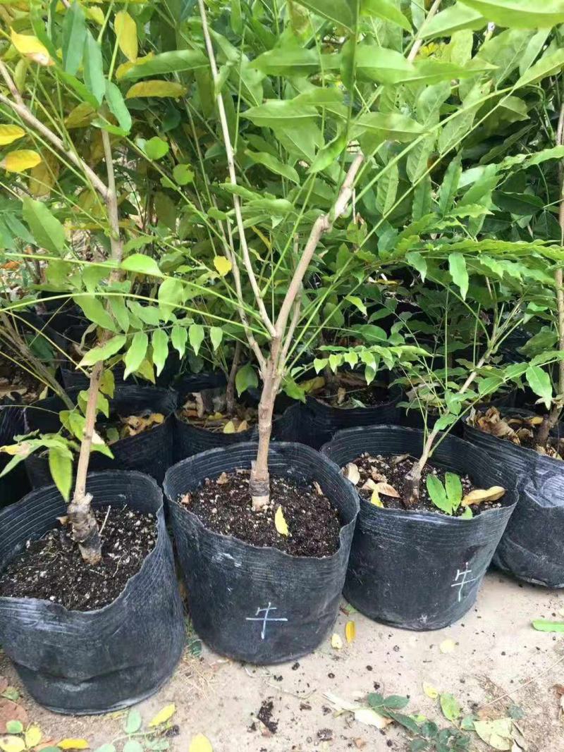紫藤花苗老桩带花苞庭院爬藤树苗植物花卉耐寒耐热好养