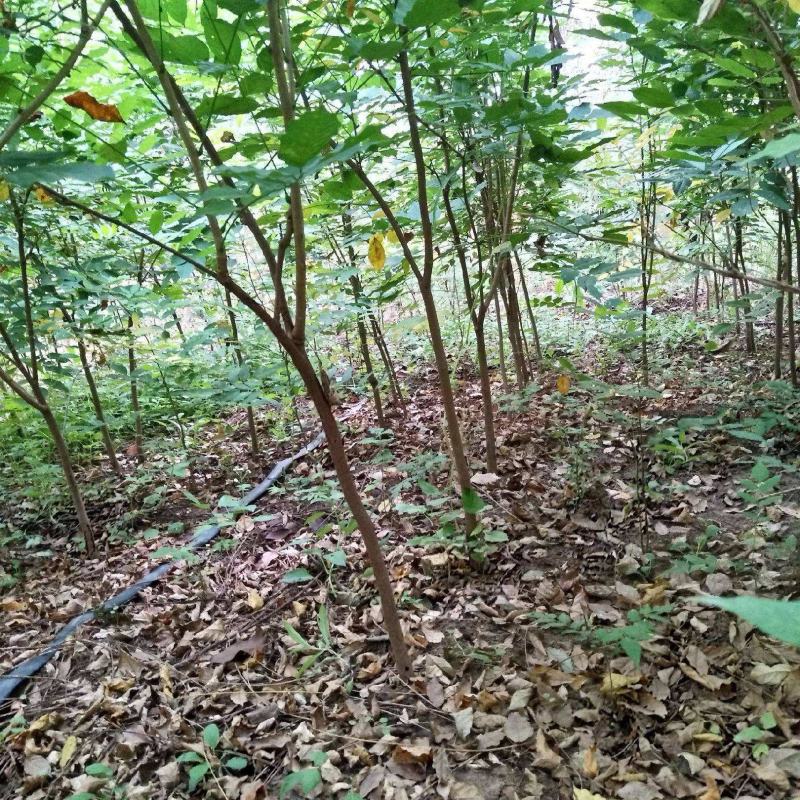 紫藤花苗老桩带花苞庭院爬藤树苗植物花卉耐寒耐热好养