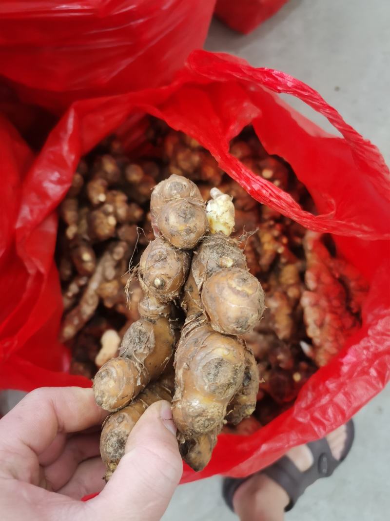 红土小黄姜湖南二号贵州二号老姜