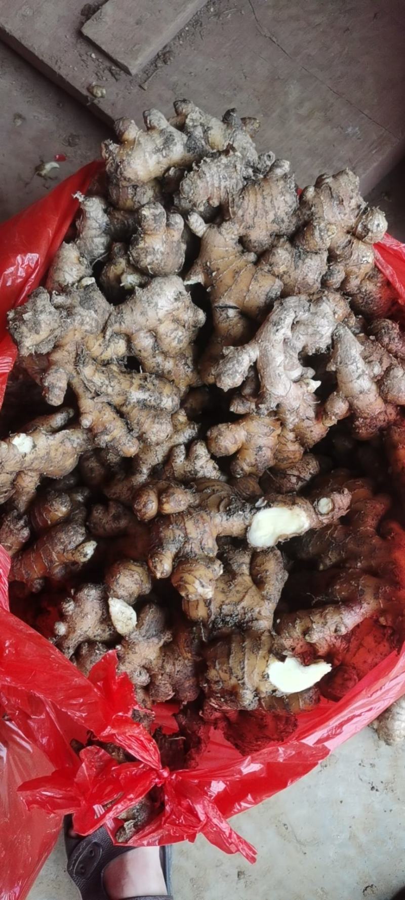 红土小黄姜湖南二号贵州二号老姜