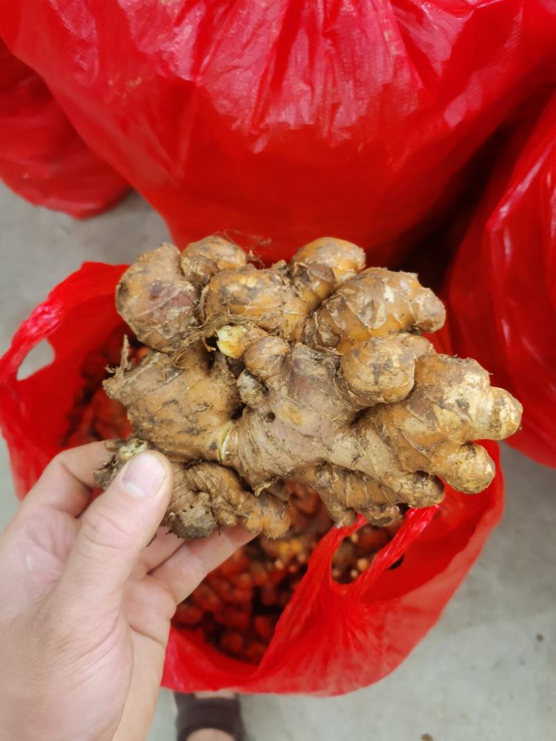 红土小黄姜湖南二号贵州二号老姜