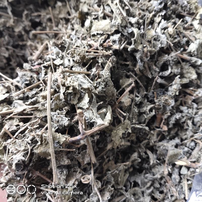 有英德瑶山藤婆茶，藤茶，天然野生茶，
