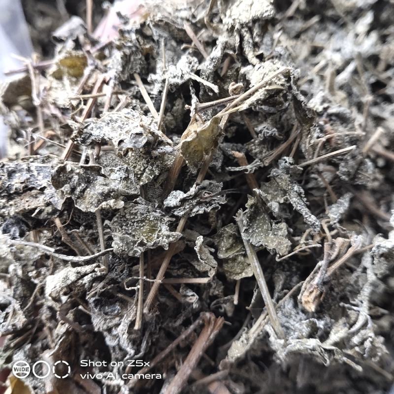 有英德瑶山藤婆茶，藤茶，天然野生茶，