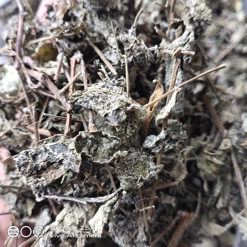 有英德瑶山藤婆茶，藤茶，天然野生茶，