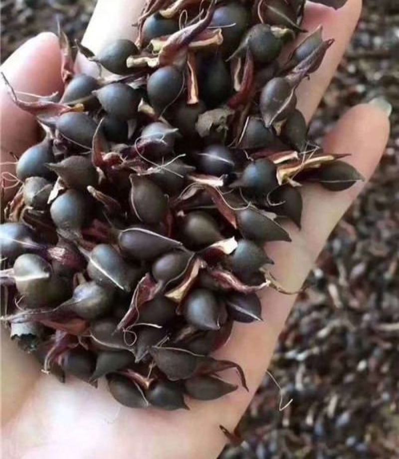 沉香种子海南沉香木树种子名贵树种子奇楠发芽率高