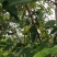 沉香种子海南沉香木树种子名贵树种子奇楠发芽率高