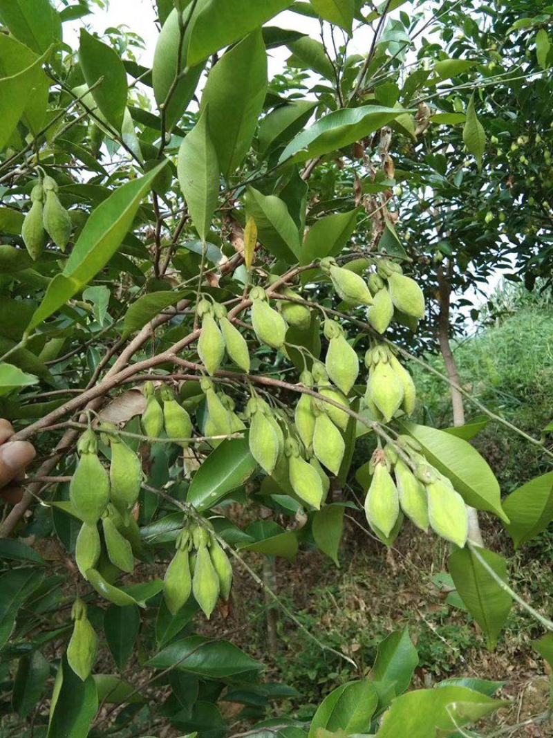 沉香种子海南沉香木树种子名贵树种子奇楠发芽率高