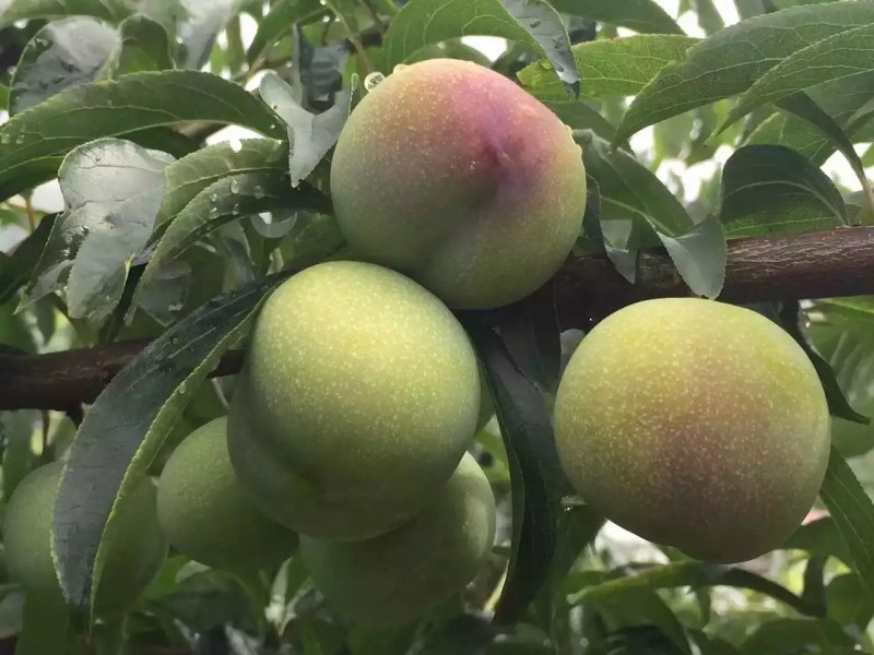 李子半边红