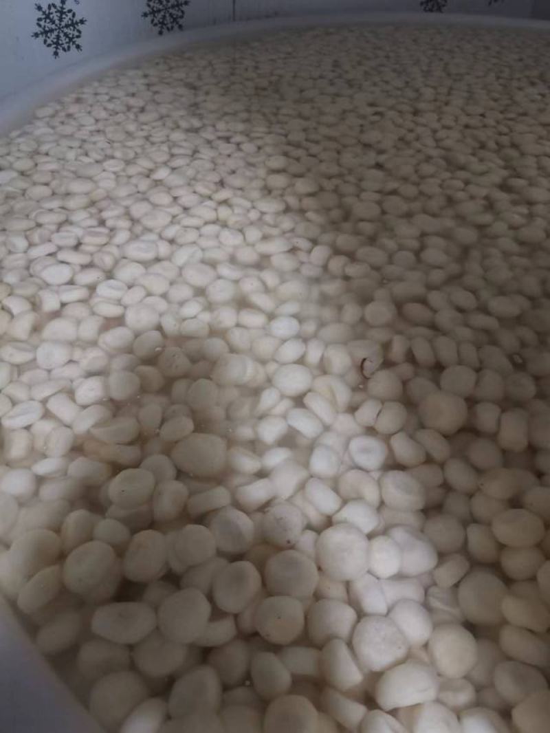 广西荔浦白马蹄荸荠产地直供白马蹄去皮优质马蹄肉