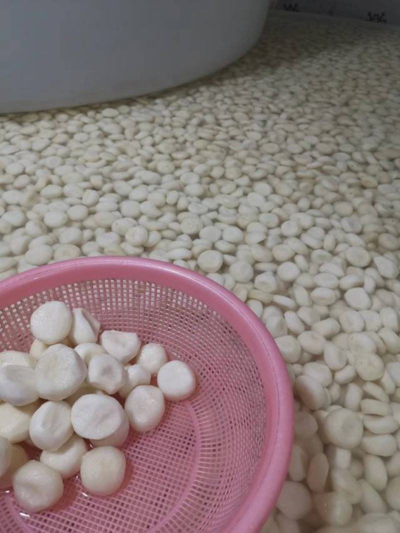广西荔浦白马蹄荸荠产地直供白马蹄去皮优质马蹄肉