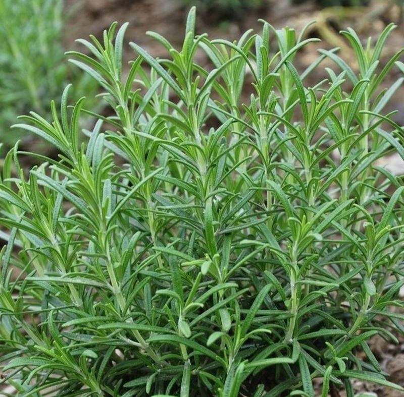 迷迭香种子海洋之霜艾菊种籽可食用香草种子四季常青