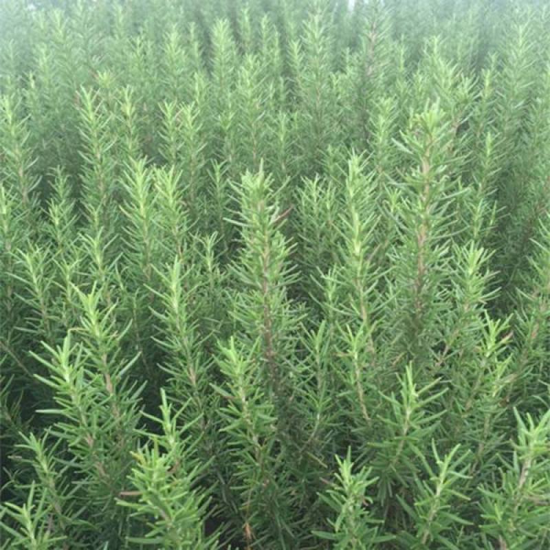 迷迭香种子海洋之霜艾菊种籽可食用香草种子四季常青