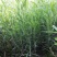 迷迭香种子海洋之霜艾菊种籽可食用香草种子四季常青