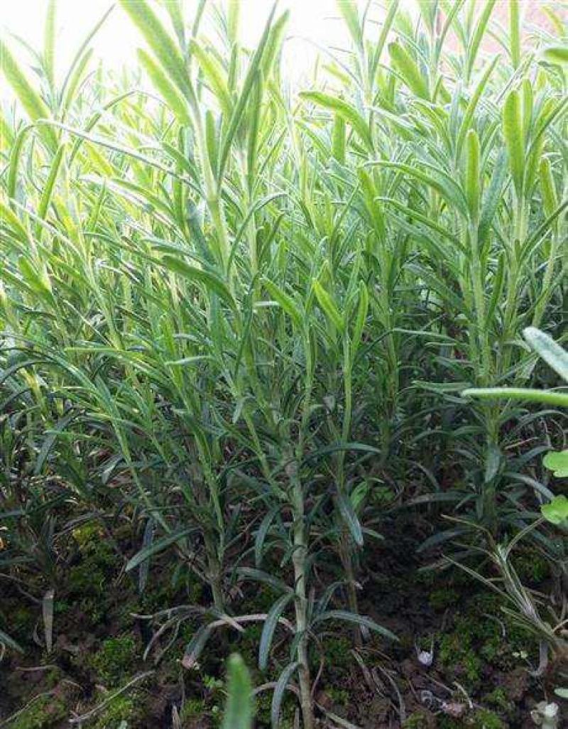 迷迭香种子海洋之霜艾菊种籽可食用香草种子四季常青