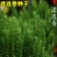 迷迭香种子海洋之霜艾菊种籽可食用香草种子四季常青