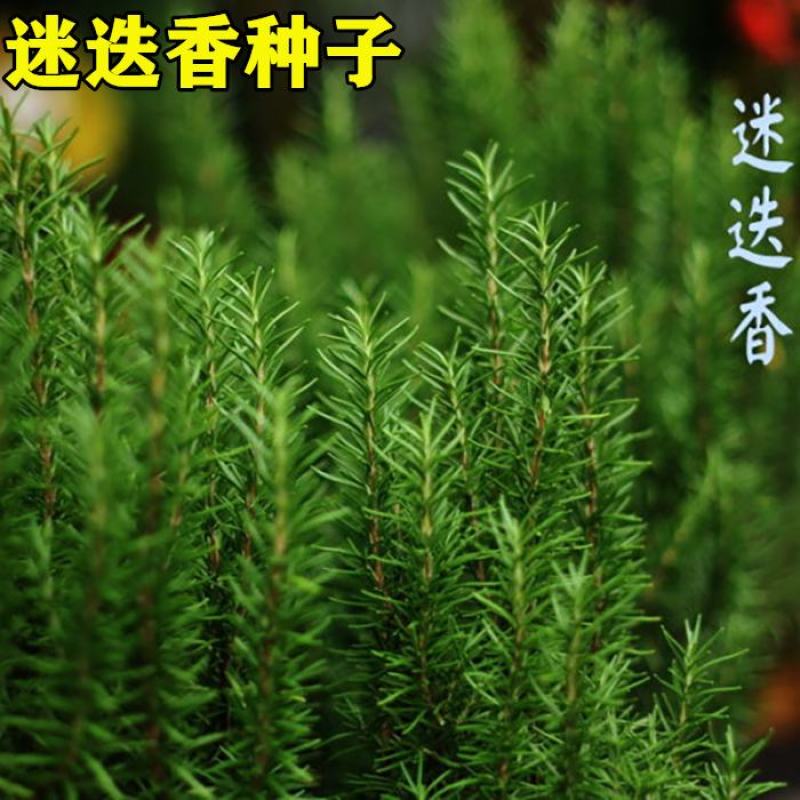 迷迭香种子海洋之霜艾菊种籽可食用香草种子四季常青