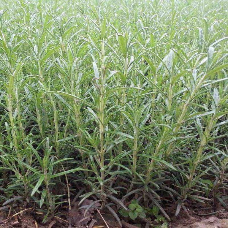 迷迭香种子海洋之霜艾菊种籽可食用香草种子四季常青