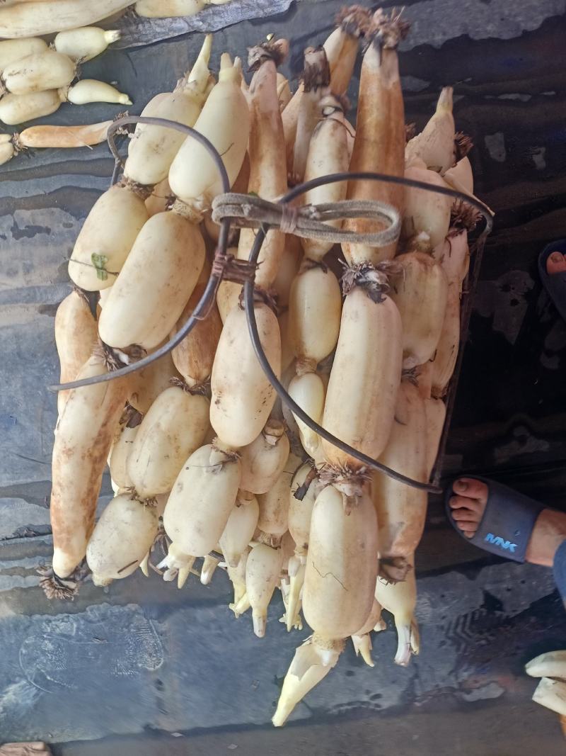 正品莲藕现货秒发全国供应