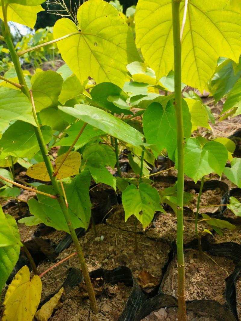 油桐杯苗批发采购基地，买油桐树苗请选择我们专业的培育公司