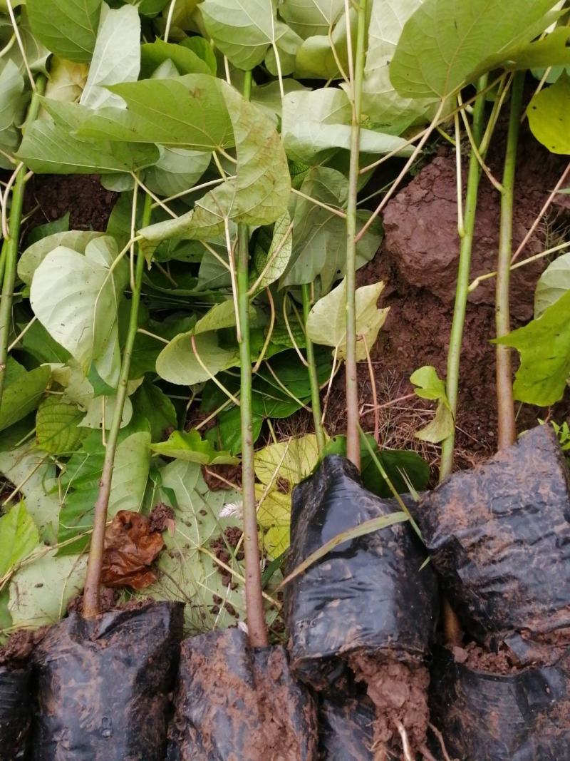 油桐杯苗批发采购基地，买油桐树苗请选择我们专业的培育公司