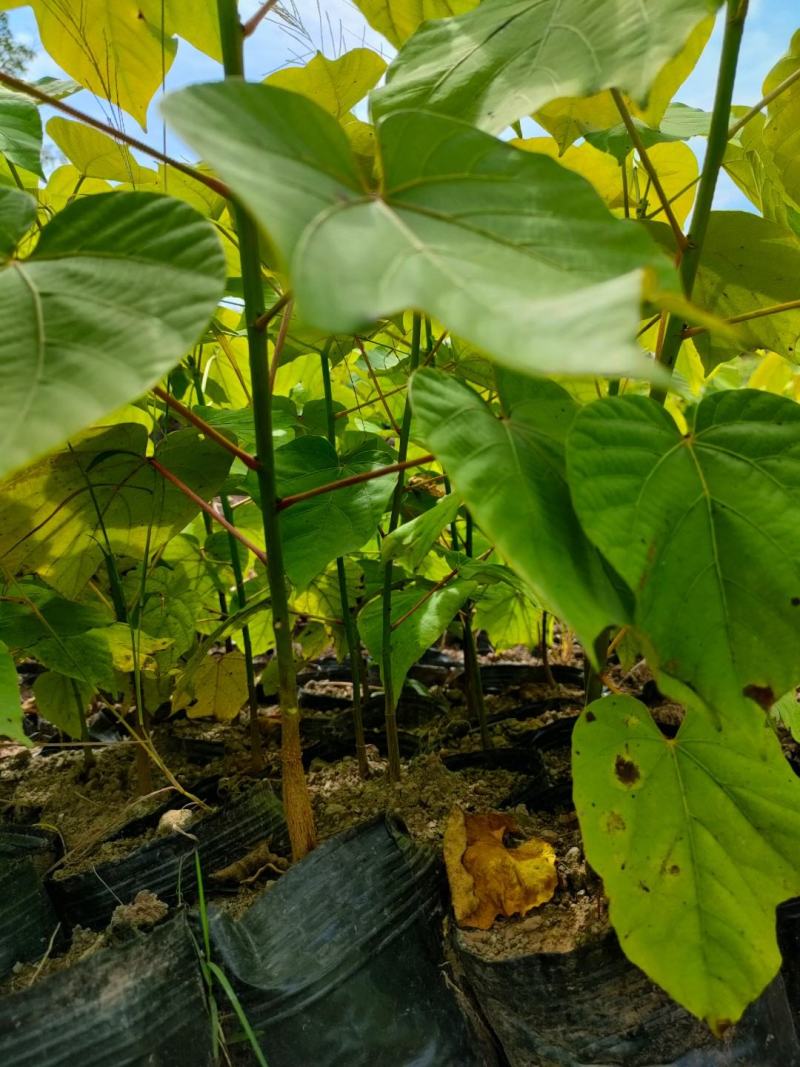 油桐杯苗批发采购基地，买油桐树苗请选择我们专业的培育公司