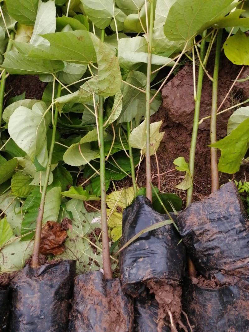 油桐杯苗批发采购基地，买油桐树苗请选择我们专业的培育公司