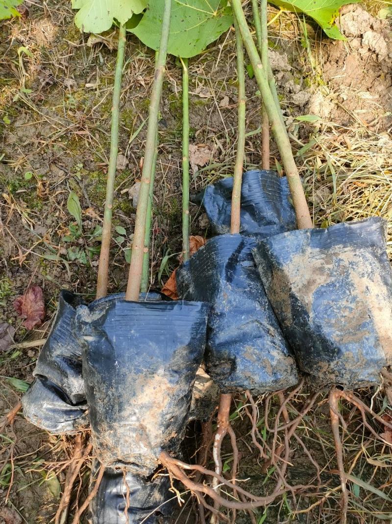 油桐杯苗批发采购基地，买油桐树苗请选择我们专业的培育公司