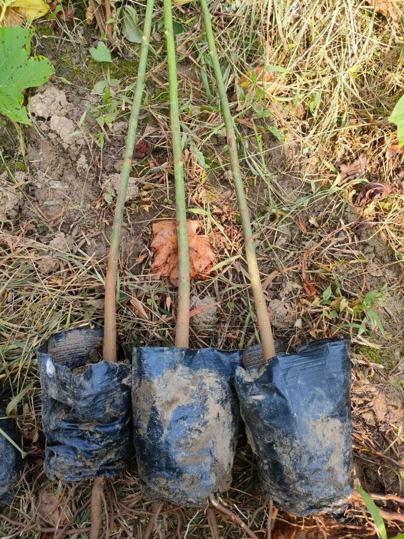 油桐杯苗批发采购基地，买油桐树苗请选择我们专业的培育公司