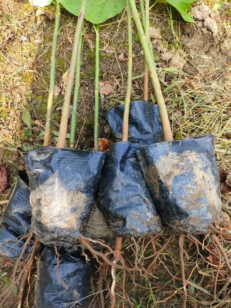 油桐杯苗批发采购基地，买油桐树苗请选择我们专业的培育公司