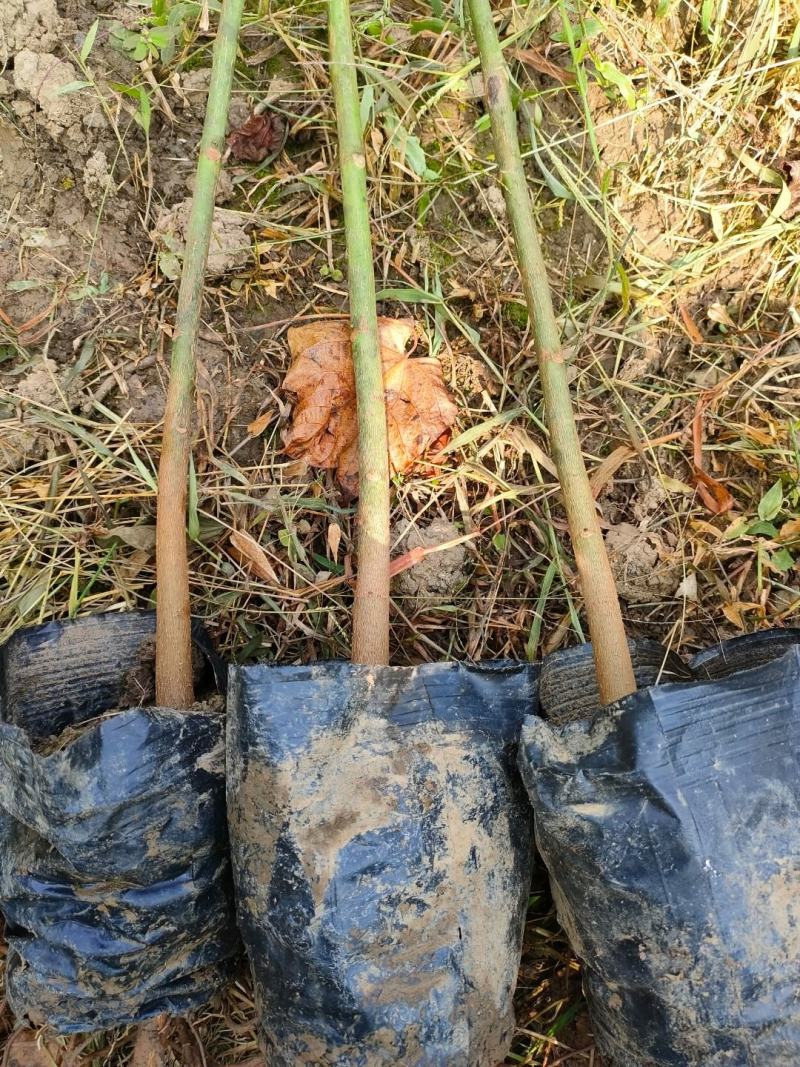 油桐杯苗批发基地，买油桐树苗请选择我们专业的培育公司