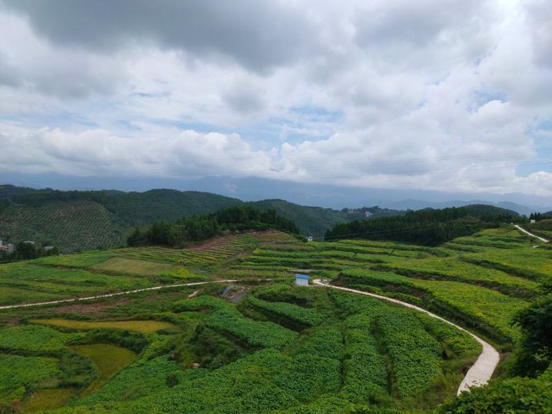 油桐杯苗批发基地，买油桐树苗请选择我们专业的培育公司