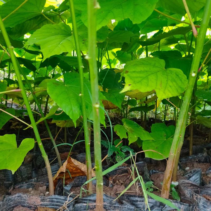 油桐杯苗批发基地，买油桐树苗请选择我们专业的培育公司