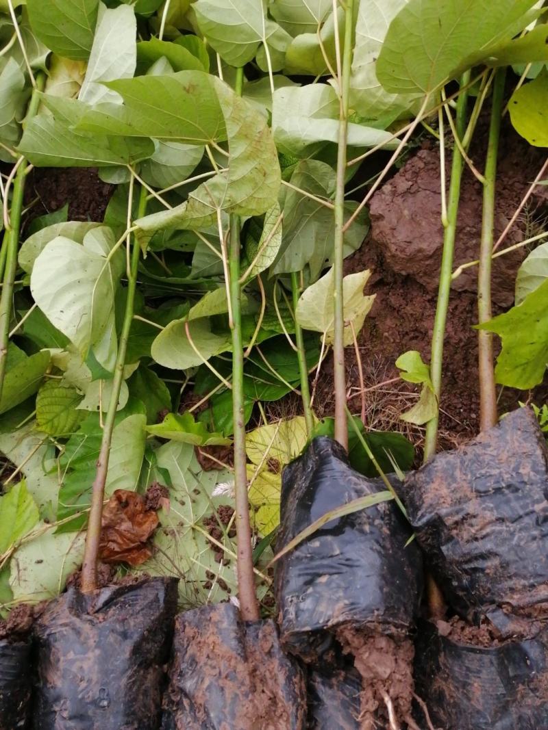 油桐杯苗批发基地，买油桐树苗请选择我们专业的培育公司