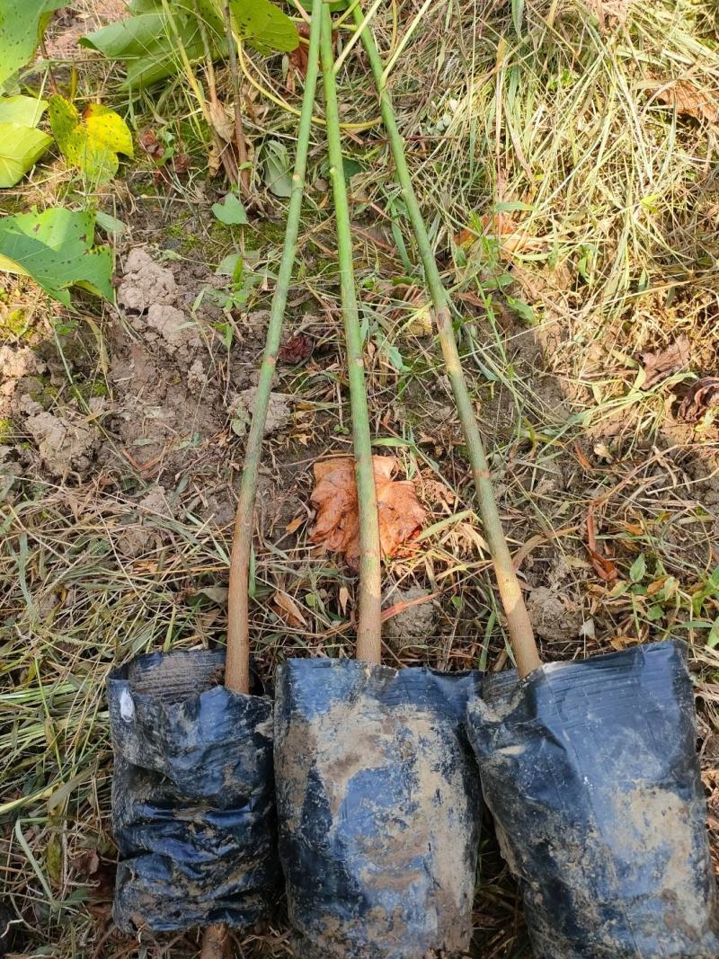 油桐杯苗批发基地，买油桐树苗请选择我们专业的培育公司