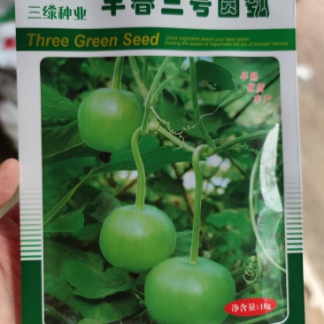 早春三号圆瓠瓠瓜种子10克，耐热圆形果皮绿色，结瓜强
