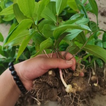 黄精种苗下半年是黄精种芽带播种技术方法。三年驯化苗