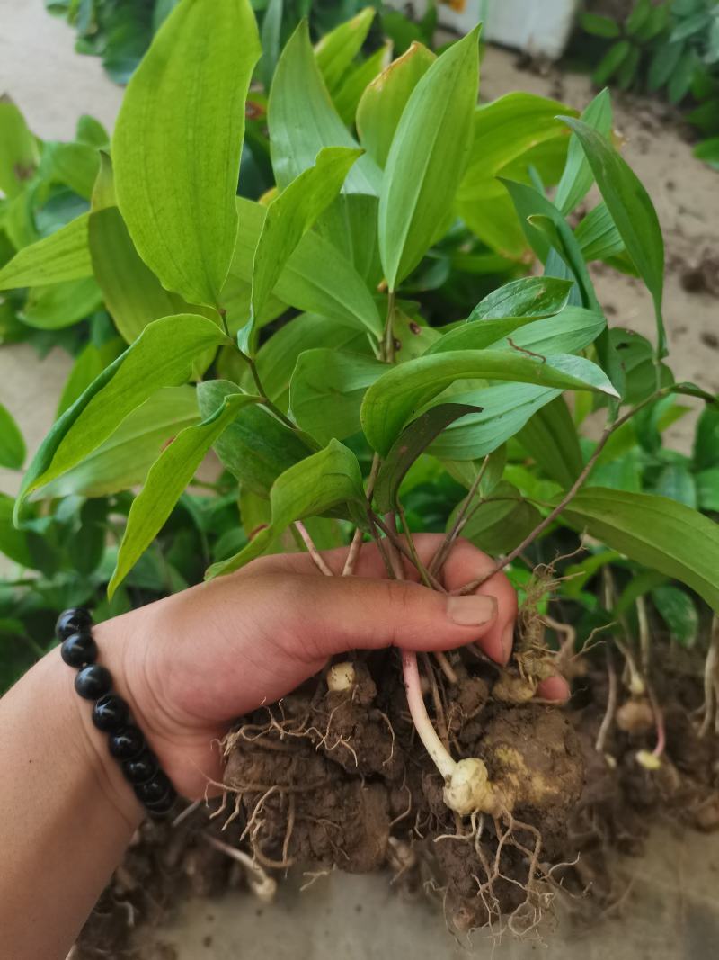 黄精种苗下半年是黄精种芽带播种技术方法。三年驯化苗