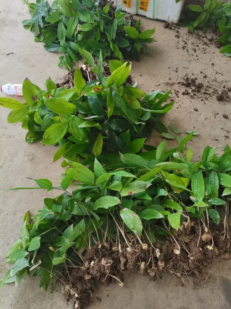 黄精种苗下半年是黄精种芽带播种技术方法。三年驯化苗